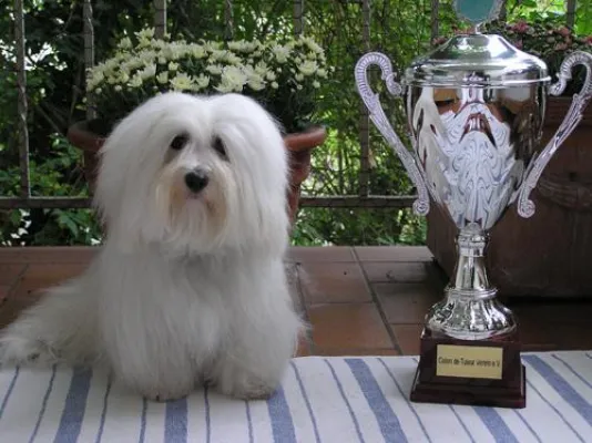 Bild: Amélie Belle Vereinssieger des Coton de Tuléar Vereins