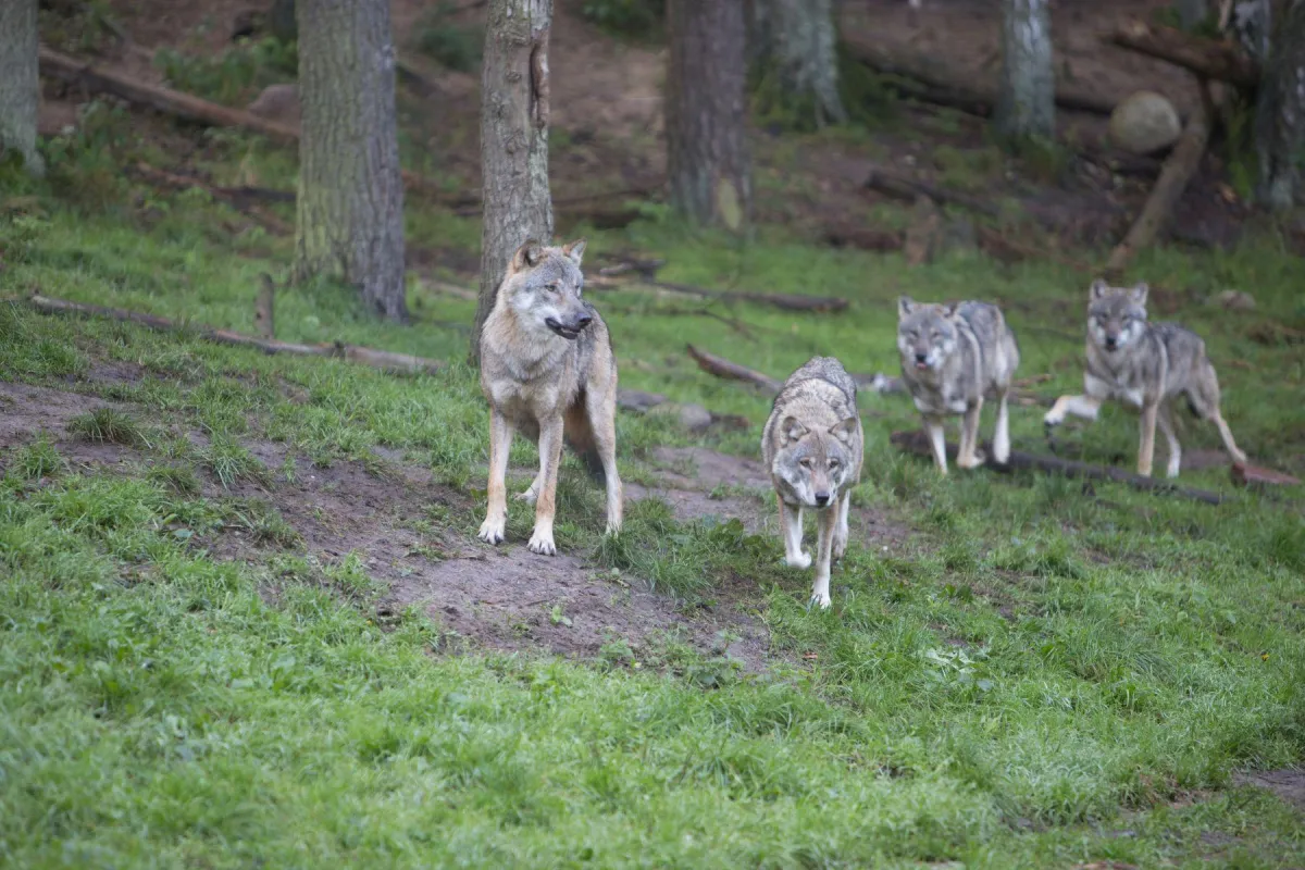 Wolfsrudel im Wildpark MV in Güstrow (TMV/Kraus)