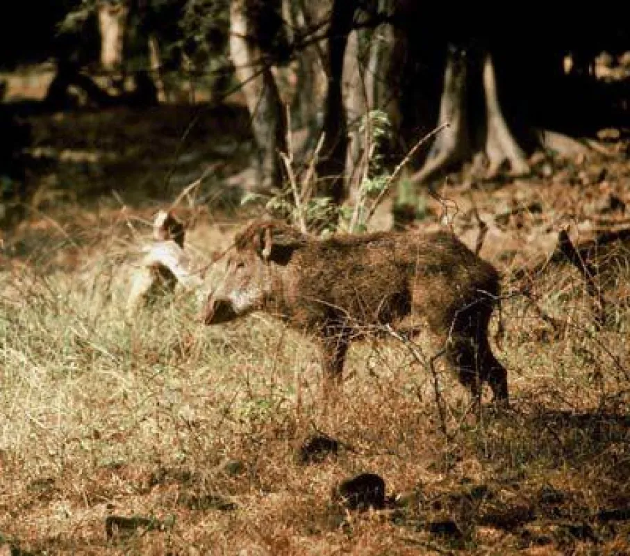 Sus scrofa noch am Leben: Das Wildschwein