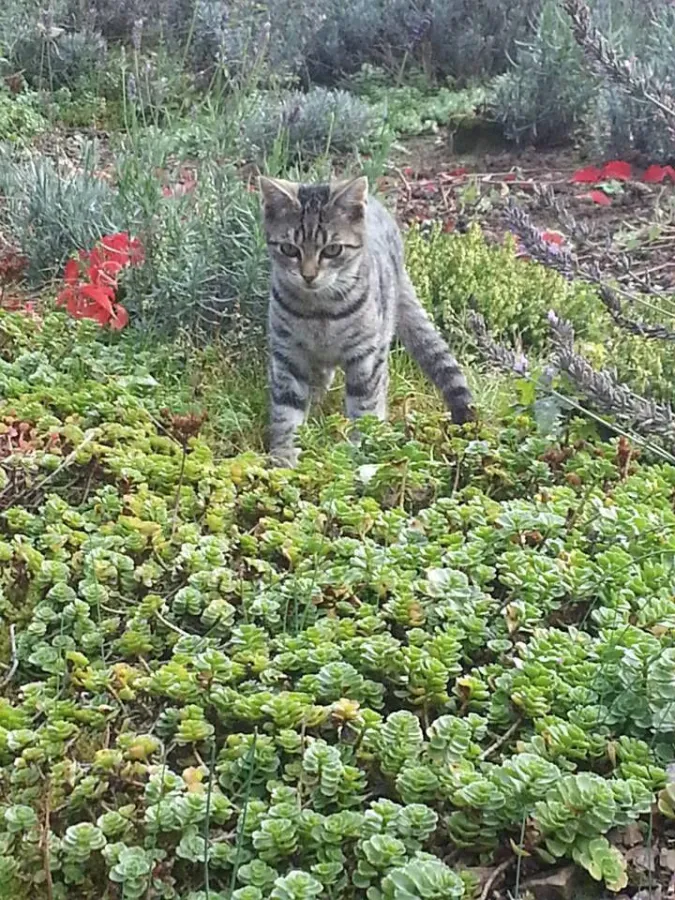 Freilaufende Katzen dienen Zecken als 