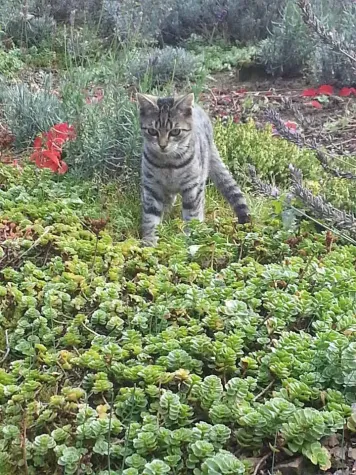 Bild: Haustiere vor Zecken schützen