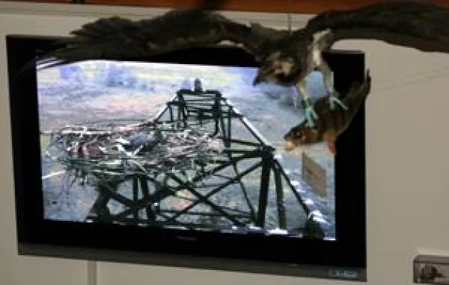 Bild: Dübener Heide: Letztes von drei Küken hat das Licht der Welt erblickt