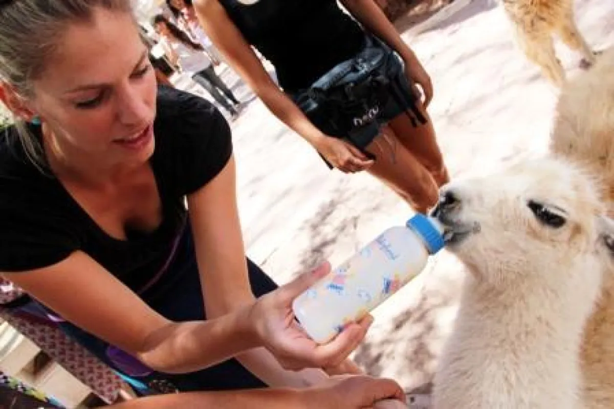 Martina Hirschmeier ist entzückt vom Guanako-Lama-Fohlen in San Pedro de Atacama.