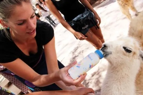 38. Tier: Das Guanako-Lama-Fohlen in San Pedro de Atacama Bild: 38. Tier: Das Guanako-Lama-Fohlen in San Pedro de Atacama