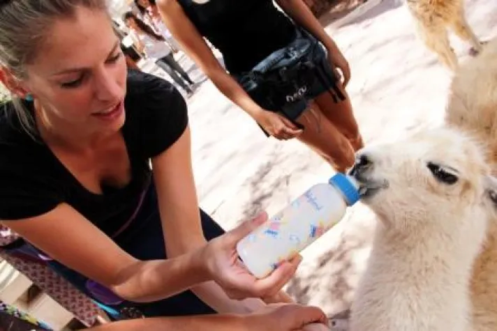 Bild: 38. Tier: Das Guanako-Lama-Fohlen in San Pedro de Atacama