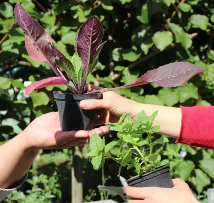 Bild: Pflänzchen wechsel Dich - Finkens Garten veranstaltet große Pflanzentausch-Börse am 27. Oktober 2019