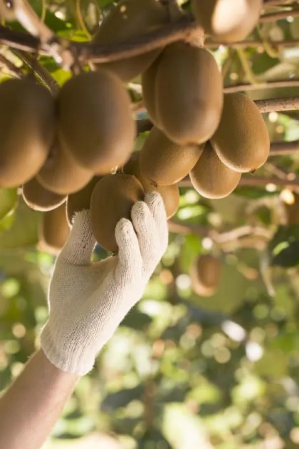 Zespri SunGold Kiwis