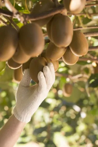 Bild: Neue Ernte aus Neuseeland: Zespri® SunGold Kiwis endlich wieder im Handel erhältlich!