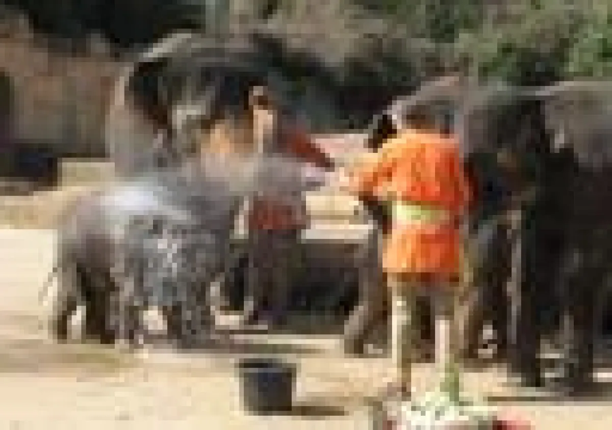 Baby-Elefant Soraya wird 