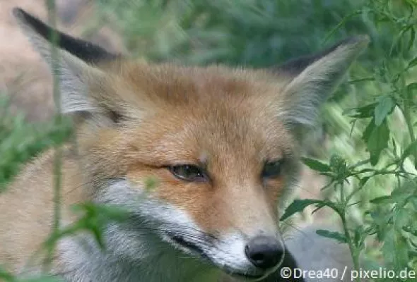 Bild: Den „Fuchsbau“ von innen stilllegen