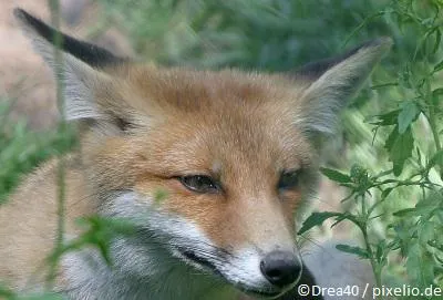 Bild: Den „Fuchsbau“ von innen stilllegen