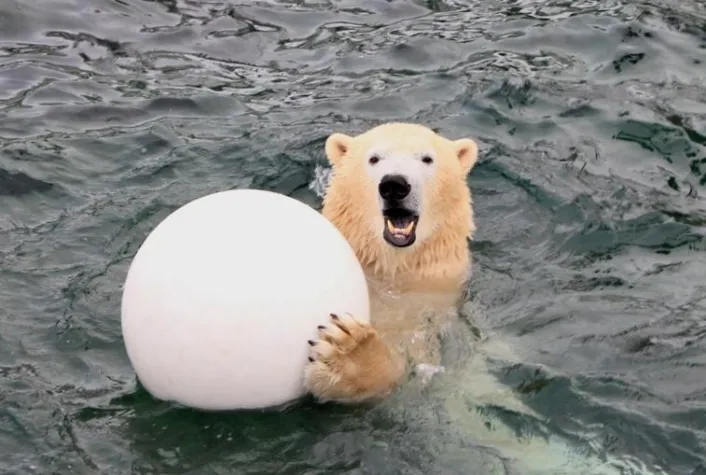 Bild: Eisbär Sprinter feiert fünften Geburtstag im Erlebnis-Zoo Hannover