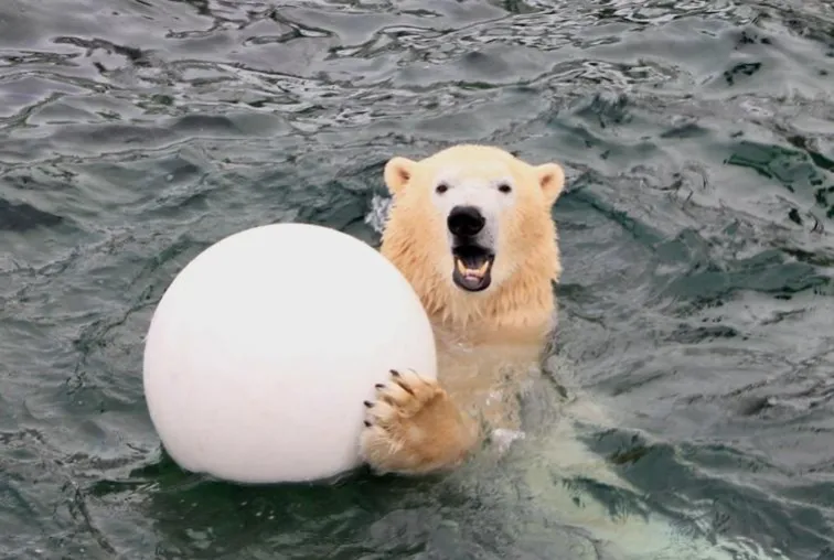 Bild: Eisbär Sprinter feiert fünften Geburtstag im Erlebnis-Zoo Hannover