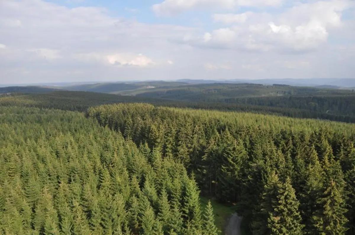 Blick vom Lörmecke-Turm auf den Arnsberger Wald