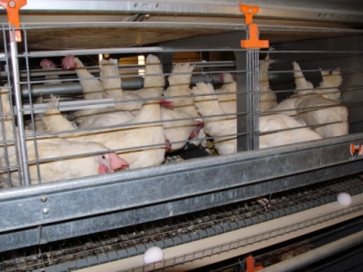 Blick in eine gerade neu belegte „Kleinvoliere“: Die Enge ist bedrückend und die auf Rückenhöhe angebrachte Sitzstange behindert die Tiere mehr als sie ihnen nützt. (© Eckard Wendt / AGfaN e.V.)