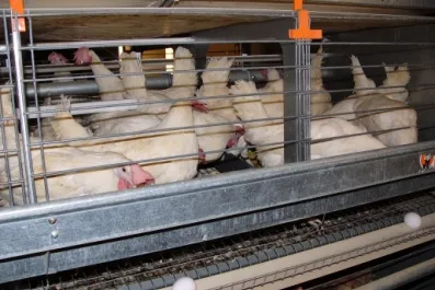 Bild: Tierschützer appellieren an Politiker