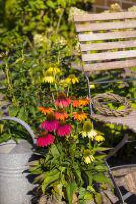 Sonnenhut 'Kleine Auszeit' von Landgefühl® für die farbenfrohe Terrasse