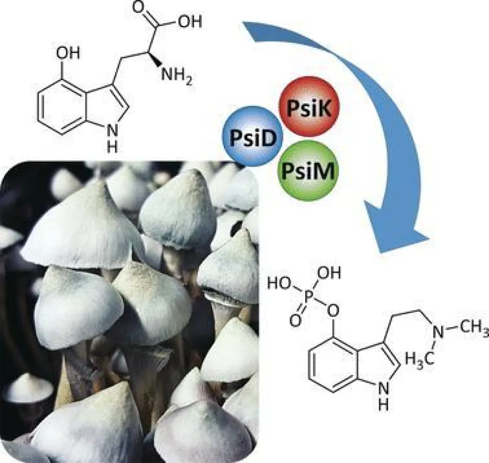 Herstellungsverfahren für Magic-Mushrooms-Wirkstoffe ((c) Wiley-VCH)