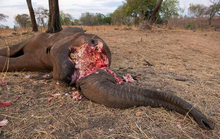 Bild: Einladung zum Podiumsgespräch: Was mit deutscher Unterstützung gegen die Wilderei getan wird