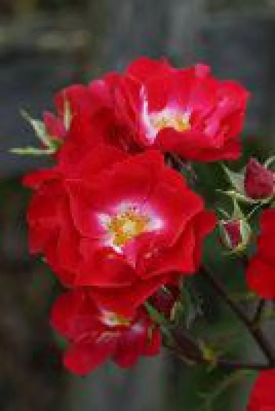 Rosy Boom(R) in rot, Nahaufnahme