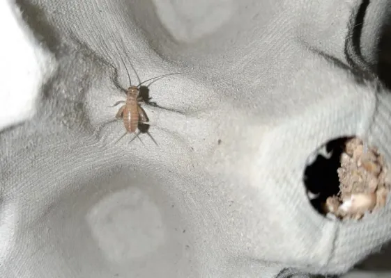 Bild: Bremer Startup baut erste Bio Insektenzucht für die menschliche Ernährung in Europa auf