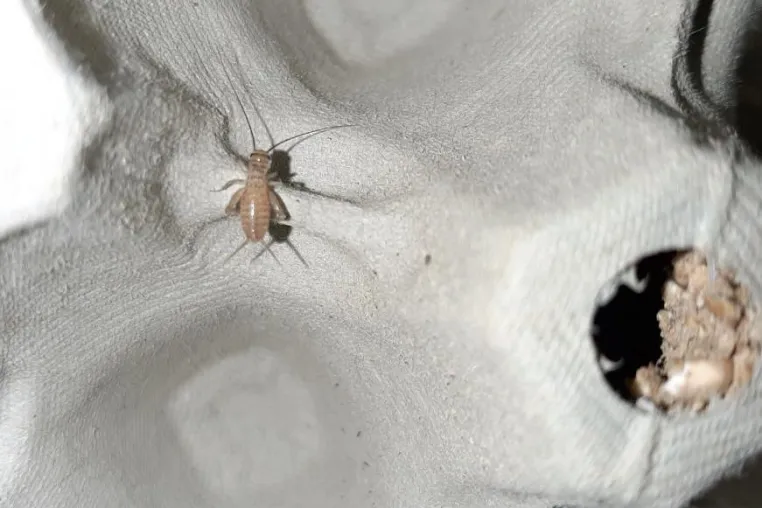 Bild: Bremer Startup baut erste Bio Insektenzucht für die menschliche Ernährung in Europa auf