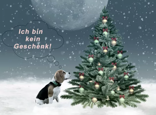 Bild: Vorsicht vor tierischen Weihnachtsgeschenken: Ein Hund ist keine spontane Überraschung