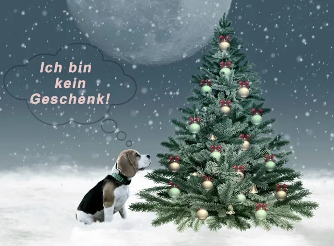 Bild: Vorsicht vor tierischen Weihnachtsgeschenken: Ein Hund ist keine spontane Überraschung