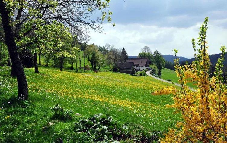 Bild: Im Herzen des Schwarzwalds entspannen