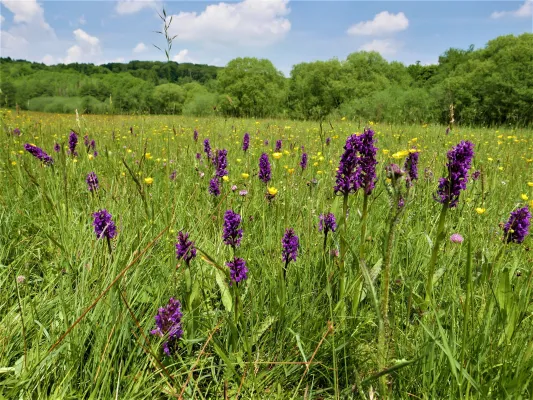 Bild: Eifel- Das bedrohte Orchideenparadies