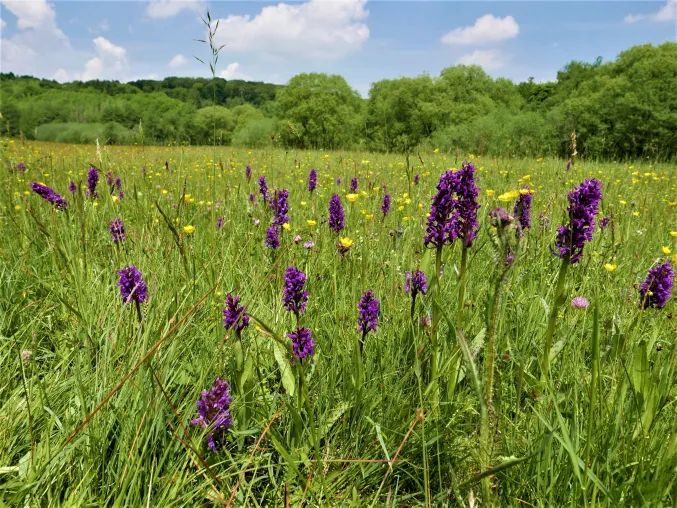 Eifel- Das bedrohte Orchideenparadies Bild: Eifel- Das bedrohte Orchideenparadies