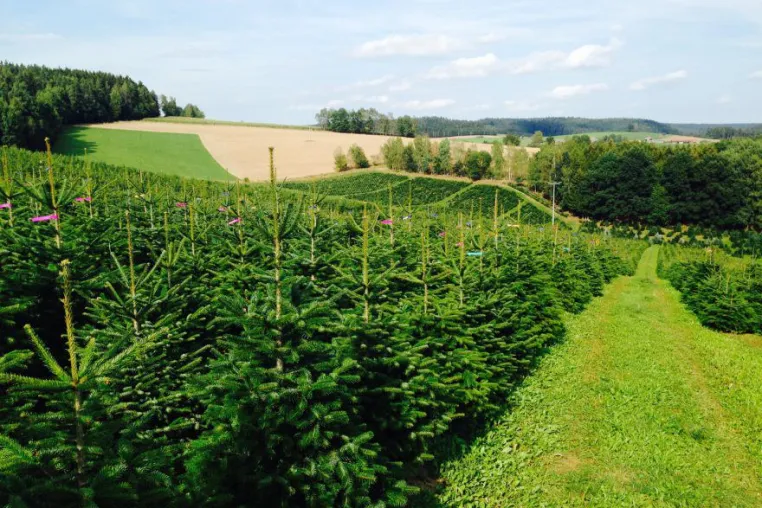 Weihnachtsbäume: für Vereine und Verbände Bild: Weihnachtsbäume: für Vereine und Verbände