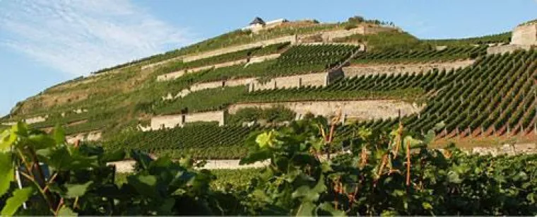 Bild: Spitzenweingut aus Baden neu bei BELVINI.DE: Dr. Heger