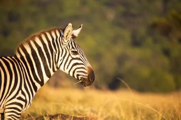 Bild: Einzigartiger Fotoworkshop: Mit SIGMA auf zur Wildlife-Safari in Kenia