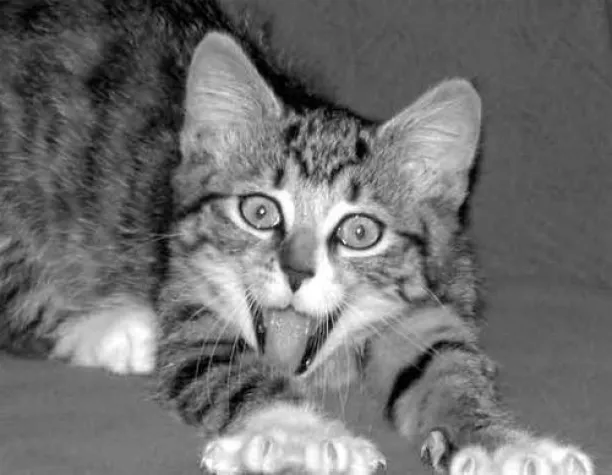 Radio für pelzige Zuhörer Bild: Radio für pelzige Zuhörer