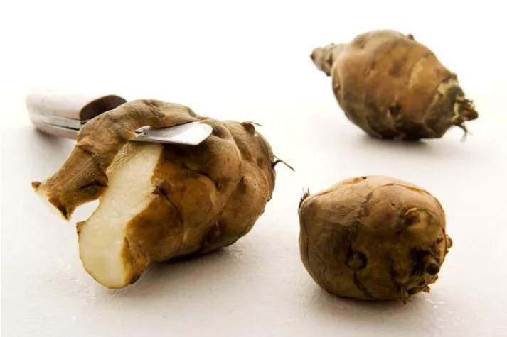 Bild: Topinambur - eine unterschätzte Heilpflanze