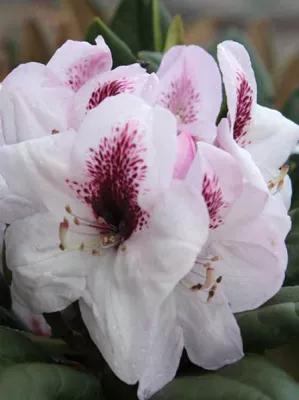 Bild: Gartentrends 2016 -Duftende und herbstblühende Rhododendren begeistern Hobbygärtner