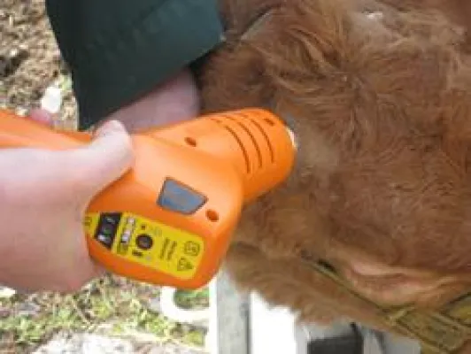 Bild: Schmerz- und stressfreier für das Tier: Elektrische Enthornung