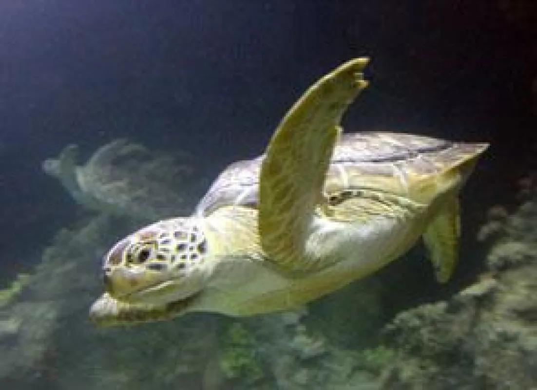 Traumjob zum vergeben: Wer kümmert sich um die Schildkröten im Sea Life Oberhausen?