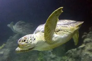 Bild: Tierisches Job-Angebot - Sea Life Oberhausen sucht neuen Kurator