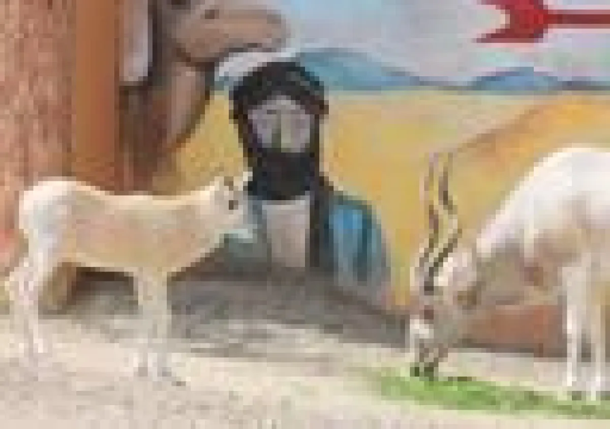 Addax-Nachwuchs erobert den Sambesi