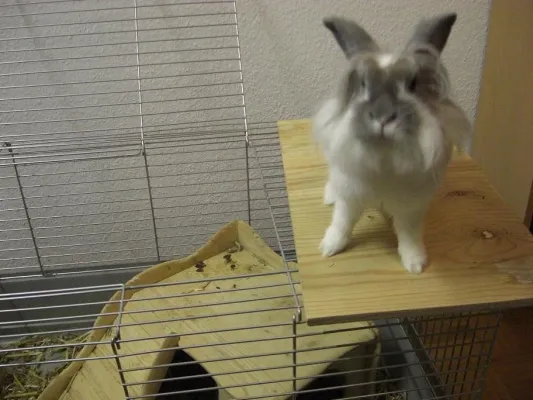 Bild: Scheinschwangerschaften bei Kaninchen