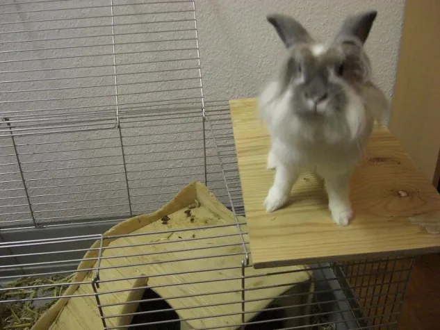 Bild: Scheinschwangerschaften bei Kaninchen