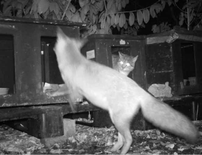 Bild: Wenn sich Katze und Fuchs Gute Nacht sagen
