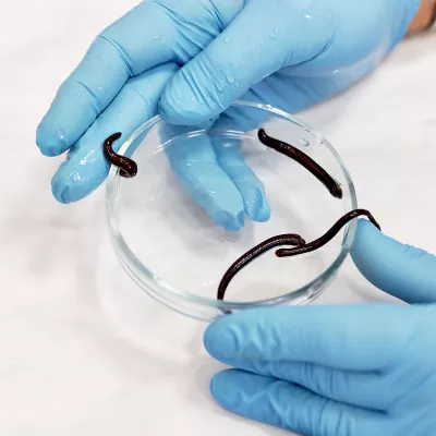 Bild: Schmerztherapie durch medizinische Blutegel- ein naturheilkundlicher Weg