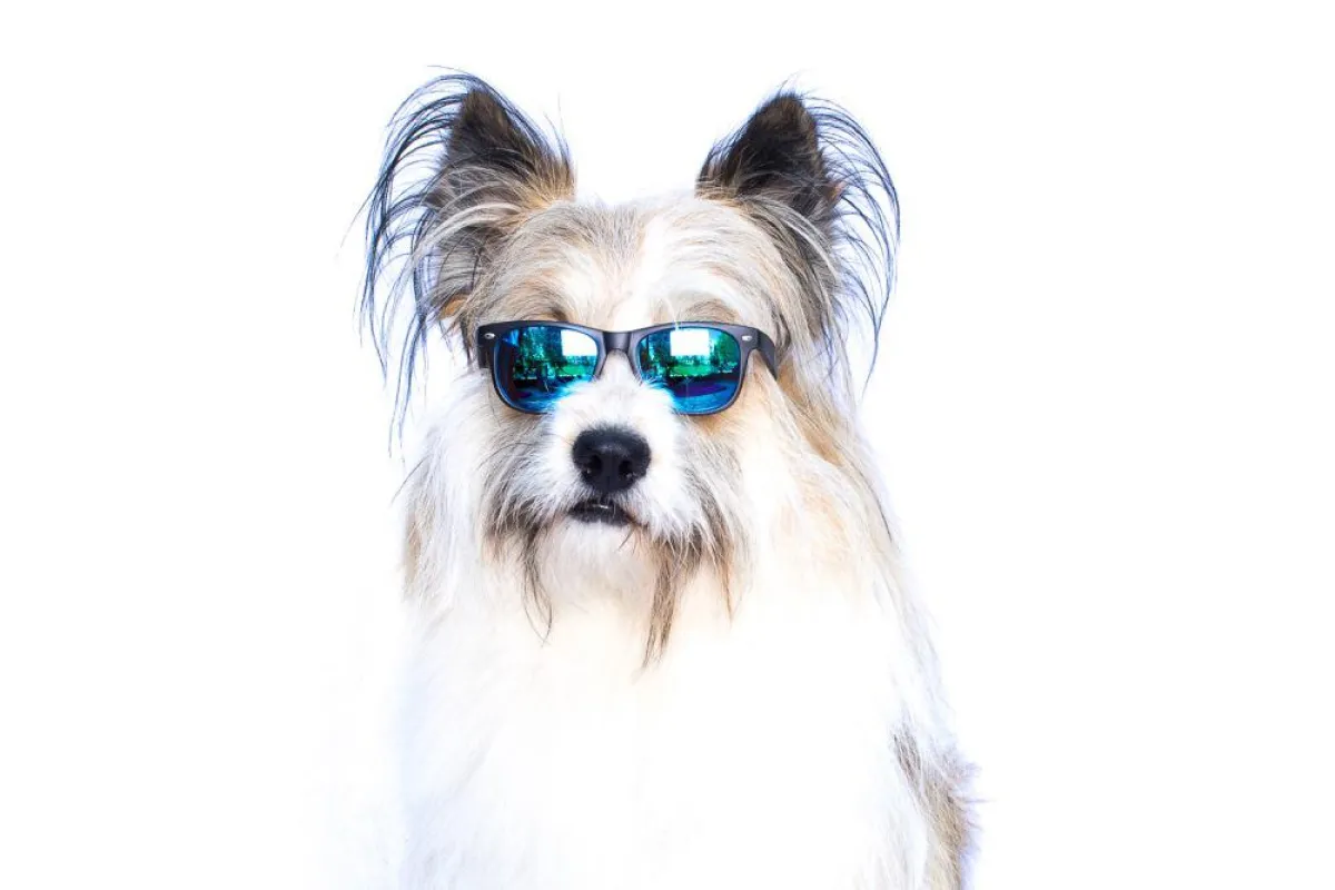 MeinBrillenglas.de-Testimonial Watson mit Colorflash-Verspiegelung