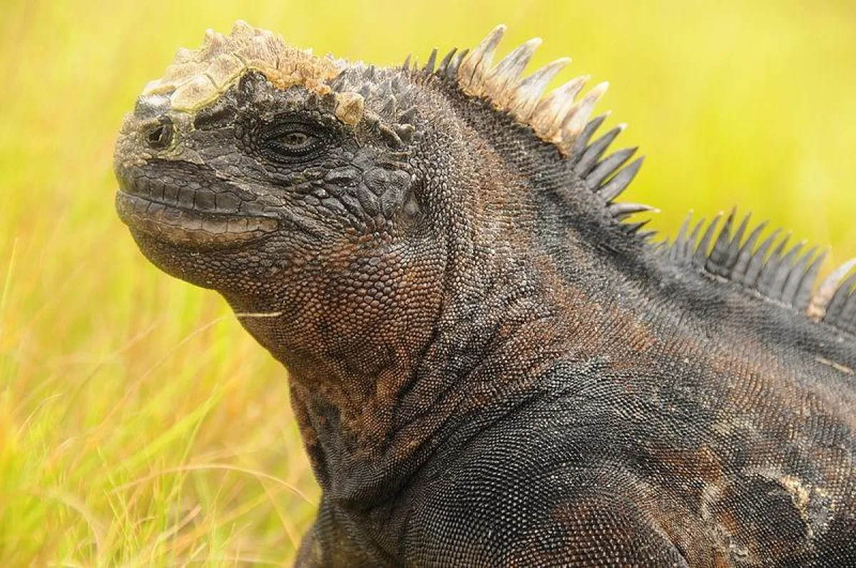 Ein Urlaub in Ecuador bietet überraschende Erlebnisse: zum Beispiel die Begegnung mit einer Meerechse auf den Galapagos-Inseln.