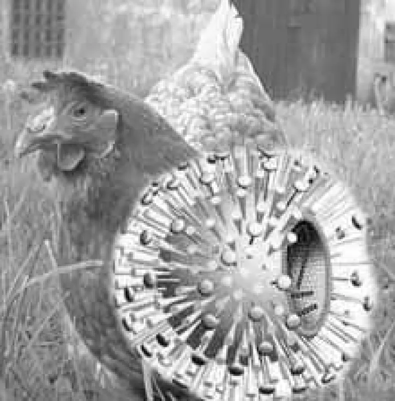 Vogelgrippe