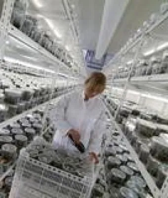 Bild: RFID Stapellesung bei Hark Orchideen - Mit Sicherheit verwechslungsfrei