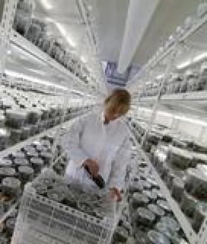 Bild: RFID Stapellesung bei Hark Orchideen - Mit Sicherheit verwechslungsfrei